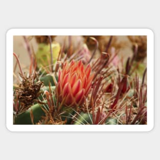 Closeup of Red Cactus Blossom Sticker